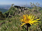 Sui monti sopra casa bei fiori primaverili-26magg23 - FOTOGALLERY